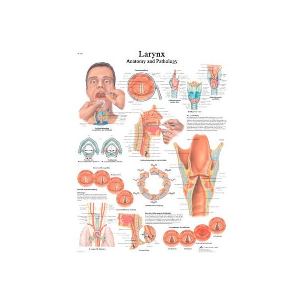 3B Anatomical Chart - Larynx, Laminated
